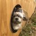 and Dog Special Pet Cat Door Transparent Semi-circular Acrylic Fence Window_voghion.com