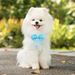 Accesorio de aseo para mascotas con lazo de encaje, neutro para gatos, apto para perros pequeños y medianos._voghion.com
