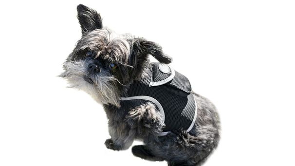 GPS Dog Collar Tracking Device Waterproof Pet Tracker with SMS Alerts Size:L_voghion.com