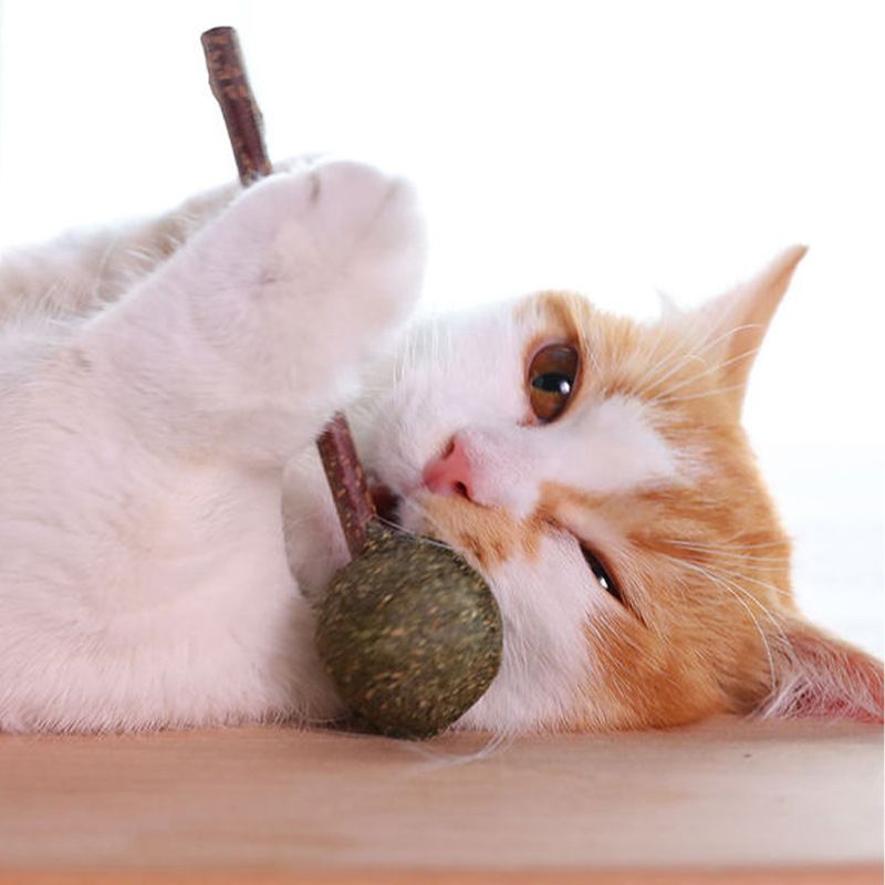 Haustier-Snacks Katzenminze Bälle Holz Tianpo Sticks Lollipop necken Spielzeug Katze Zahnen Stick keine Spur_voghion.com