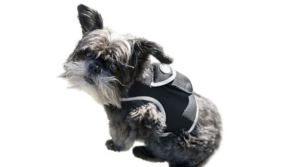 Locate Your Dog with Rechargeable Mini GPS Pet Collar Tracking Device Size:XL_voghion.com