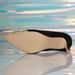Schwarze Damen-Heels mit doppelter Farbabstimmung und High Heels_voghion.com