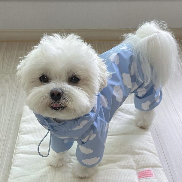 Poncho antipioggia coreano impermeabile a copertura totale per cani di piccola e media taglia, con cappuccio a quattro zampe, per animali domestici, tipo Teddy Bichon._voghion.com