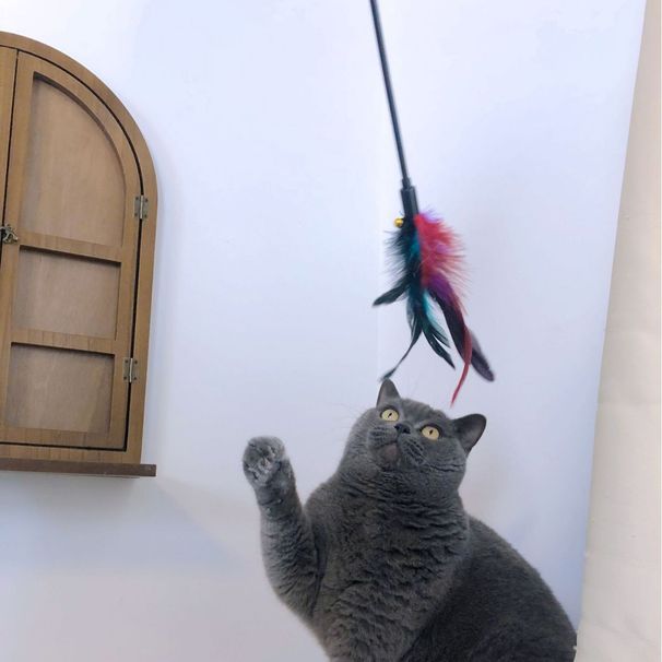 Drażniąca różdżka z piórami 65 cm, akcesoria dla kotów, bardzo długa, miękka, dzwonkowa zabawka dźwiękowa_voghion.com