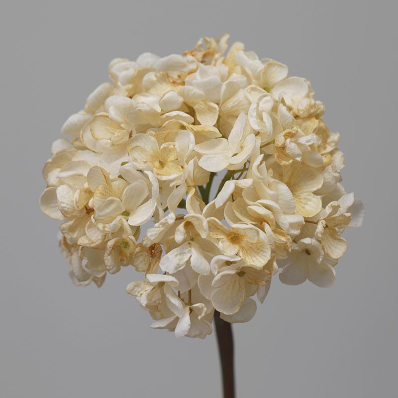 Blummen, grouss Hortensien mat verbranntem Rand, Retro Uelegmolerei, Hochzäitsdekoratioun fir doheem an Hoteler, Blummenkonscht_voghion.com