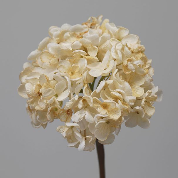 Blummen, grouss Hortensien mat verbranntem Rand, Retro Uelegmolerei, Hochzäitsdekoratioun fir doheem an Hoteler, Blummenkonscht_voghion.com