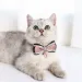 New Cute Dogs Adjustable Collar With Bow Bells, Necklace Cats, Fashion Accessories, Pendant For Puppies And Kittens, By PawParty Store_voghion.com