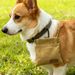 Outdoor Hanging Pet Snack Bag And Dog Training Bag_voghion.com