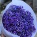 Full Sky Star, Immortal Flower, Dry Flower, True Flower Bundle, Flower Material, Gift, Flower_voghion.com