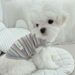 Gestreifte Haustierkleidung Weste Teddy Kleine Hund Katze Bichon Pommerschen Sommer Herbst_voghion.com