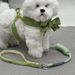 Kleine Hundeleine Sommerseil Bichon Pommerschen Schnauzer Universal Bequem Anti-Flucht Verstellbar Teddy_voghion.com