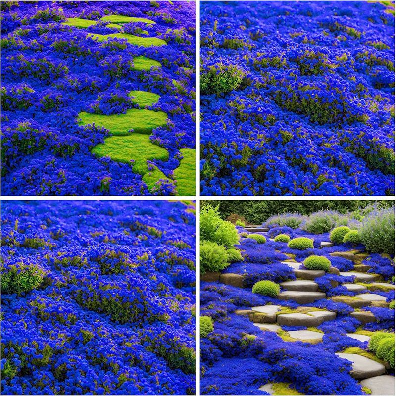 15000+ Creeping Thyme Seeds For Planting In Your Home Garden - Perennial Flower Seeds Ground Cover Flower Garden Decoration_voghion.com