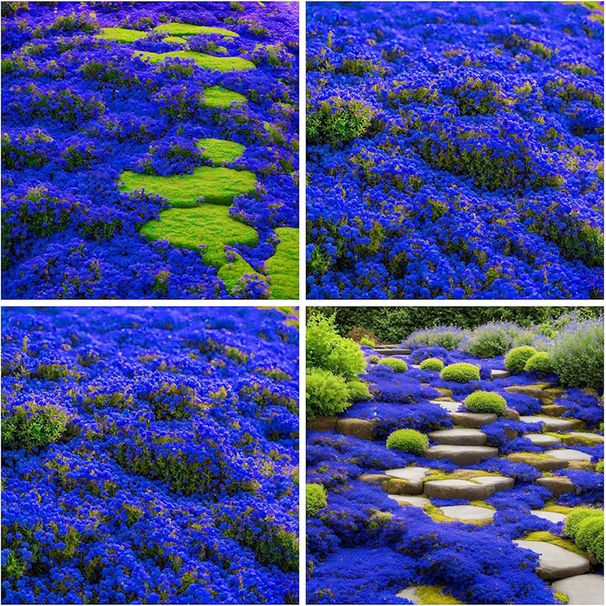 15000+ Creeping Thyme Seeds For Planting In Your Home Garden - Perennial Flower Seeds Ground Cover Flower Garden Decoration_voghion.com
