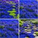 15000+ Creeping Thyme Seeds For Planting In Your Home Garden - Perennial Flower Seeds Ground Cover Flower Garden Decoration_voghion.com