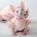 Winterwarme Katzenkleidung, weiche Baumwoll-Hoodies für Katzen, Kostüme für Sphynx-Nacktkatzen, Pullover, Sphinx-Kätzchenkleid, Jacke für Katzen_voghion.com