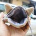 New Folded Ear Gray Short Hair Cat Meow Star Coin Purse 3D Animal Head Cute Pet Style_voghion.com