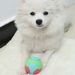 TPR Pet Ball Dog Teeth Grinding Toy_voghion.com