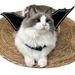 Nuove ali di pipistrello per animali domestici, graziosi accessori per costumi di Halloween per gatti, vestiti divertenti trasformabili_voghion.com