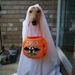 Pet White Ghost Cloak Cape Halloween Cosplay Costume_voghion.com