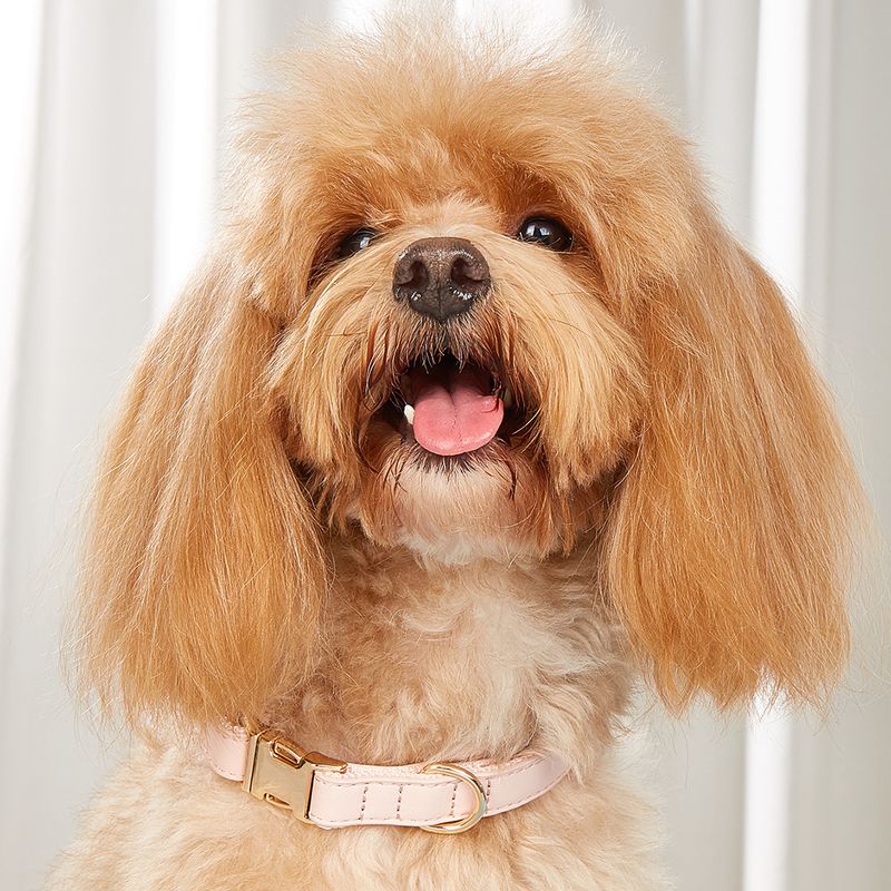 New New Pet PU Webbing Collar Pearl Gold Small Medium Dog Candy Color Safe Comfortable Neck Ring_voghion.com