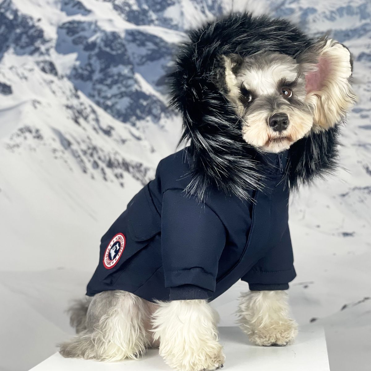 Autumn Winter Thickened Warm Dog Clothes Schnauzer Teddy Bichon Fur Collar Down Jacket_voghion.com