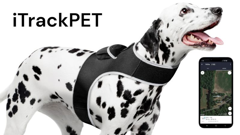 Consistent GPS Cat/Dog Tracking System Waterproof Mini Tracking Device Size:M_voghion.com