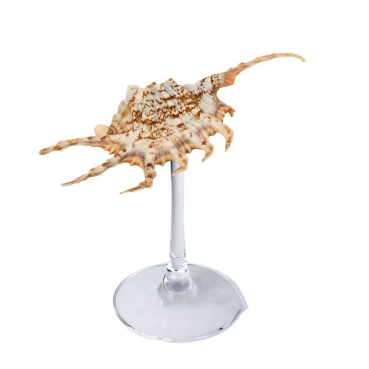 Portagioie squisito in vetro di vino con conchiglia naturale pura, utilizzato per decorare collane di gioielli, campanelli eolici per aromaterapia_voghion.com