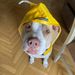 Large Pet Small Rain Poncho Waterproof Windproof Hooded One Size Dog Raincoat Reflective_voghion.com