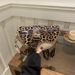 Borsa a tracolla semplice in versione coreana, borsa a tracolla piccola, versatile e alla moda, con tracolla larga e stampa leopardata, 2025_voghion.com