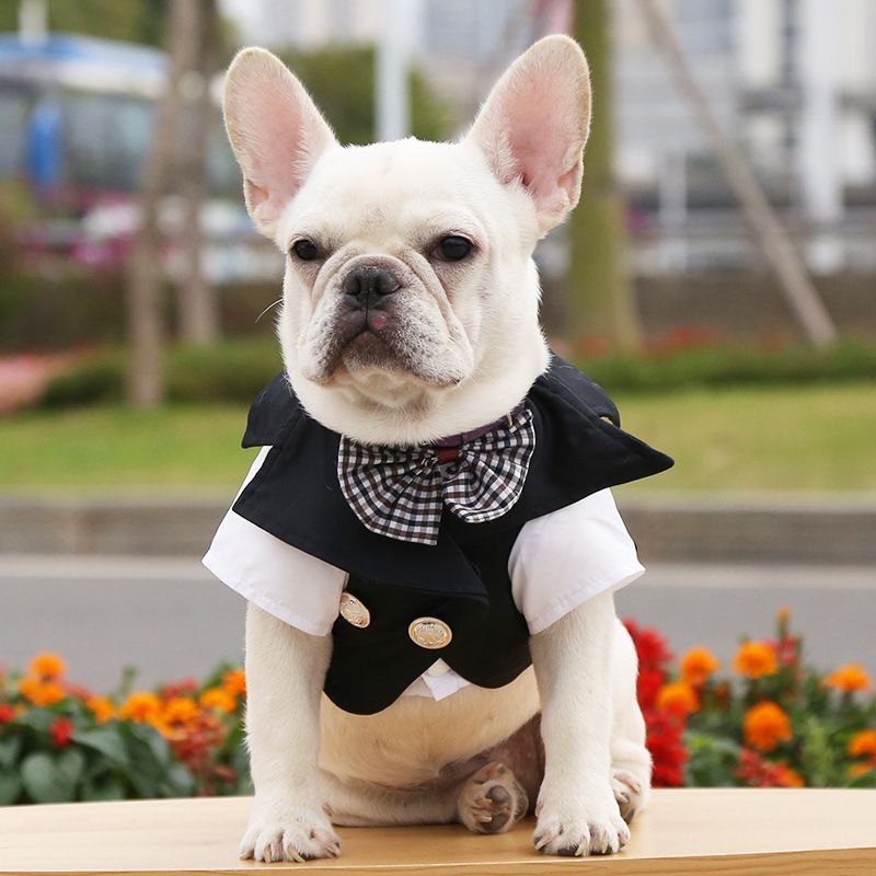 Costumes, marié, robes de mariée, vêtements cadeaux, animaux de compagnie, chiens, chats, ours en peluche, poméraniens, combats français, petits et_voghion.com