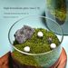 Glass Terrarium For DIY Moss & Succulent - Clear Mini Ecosystem Vase With Lid (Perfect For Hydroponic Plants, Fairy Garden Decor)_voghion.com