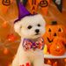2025 Herbst Winter Haustier Neue Accessoires Niedlichen Welpen Kätzchen Liefert Halloween Schädel Kragen_voghion.com