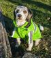 Reflecta-Glow Reflective Waterproof Adjustable Pvc Pet Raincoat_voghion.com
