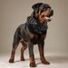 Rivet Grote Bulldog Dominante Halsband Anti-Bijt Bully Hondbenodigdheden Huisdier_voghion.com