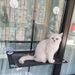 New product: Cat window hanging, suction cup type hammock, sunbathing, summer bed, cat sofa_voghion.com