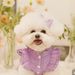 Vestito estivo da principessa con maniche a palloncino in pizzo per animali domestici 2025 per cani e gatti Teddy Bichon, vestiti sottili + copricapo_voghion.com