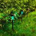Solar LED Lawn Lights Outdoor Waterproof Garden Landscape Lighting Decorative Pathway Lights, Multi-Sided Black With Colorful Lights_voghion.com