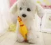 Yellow Rubber Chicken Squeaky Toy For Dogs By PawParty Store_voghion.com