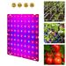 Viso spektro 200 W šviesos LED augalų lempa 220 V Phyto Grow Tent Fitolampy 300 W Quantum Board Šiltnamio apšvietimas Daržovės, gėlių sėklos_voghion.com