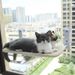 Foldable Balcony Cat Hammock Suction Cup Glass Cat Hanging Window Hammock_voghion.com