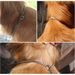 Stainless Steel With P-Chain, Dog Cat Necklace, Adjustable Training Collar For Small, Medium, And Large Dogs, Pet By PawParty Store_voghion.com