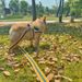 Dog Pet Walking Leash For Small And Medium Dogs Foam Teddy Collar Neck Strap_voghion.com