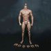Inch 12 Muscular Male Action Figure Body Ideal For 16 Creative Scale Decoration_voghion.com