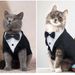 Haustiermode Smoking Anzug Kätzchen Hemd Kleidung Hochzeitskleid mit Fliege Katze Abendgarderobe_voghion.com