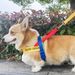 Corgi Shiba Inu Harness Set Walking Dogs, Explosion-Proof Leash For Small And Medium Dogs_voghion.com