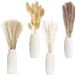 Reed Rabbit Tail Whisk Small Pampas Grass Home Decoration Mixed Dried Flower Bouquet_voghion.com