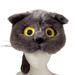Quan Zhilong Concert Same Style Plush Ear Soft Cute Little Cat Animal Cartoon Hat_voghion.com