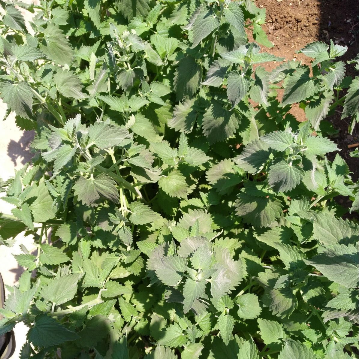 Pet Supplies Stick Powder Cat Scratching Board Accessories Toy Filling Catnip Tea Material_voghion.com