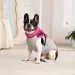 Winter Waterproof Jacket CDDMPET For Dogs By PawParty Store_voghion.com