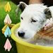 Toalha de banho para animais de estimação Guangying, acabamento fino, fibra superabsorvente, toalha de banho para cães de estimação para filhotes_voghion.com